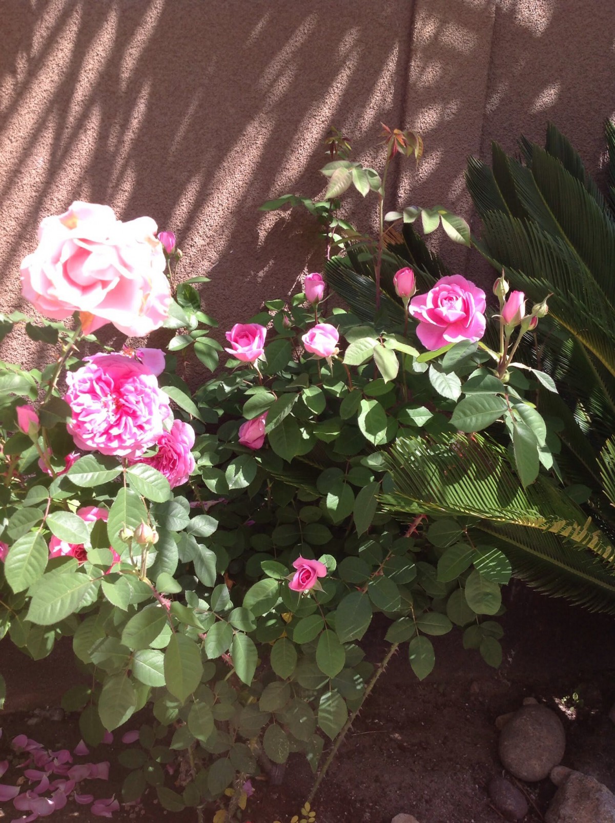 A beautiful cluster of pink roses in a garden under sunlight.