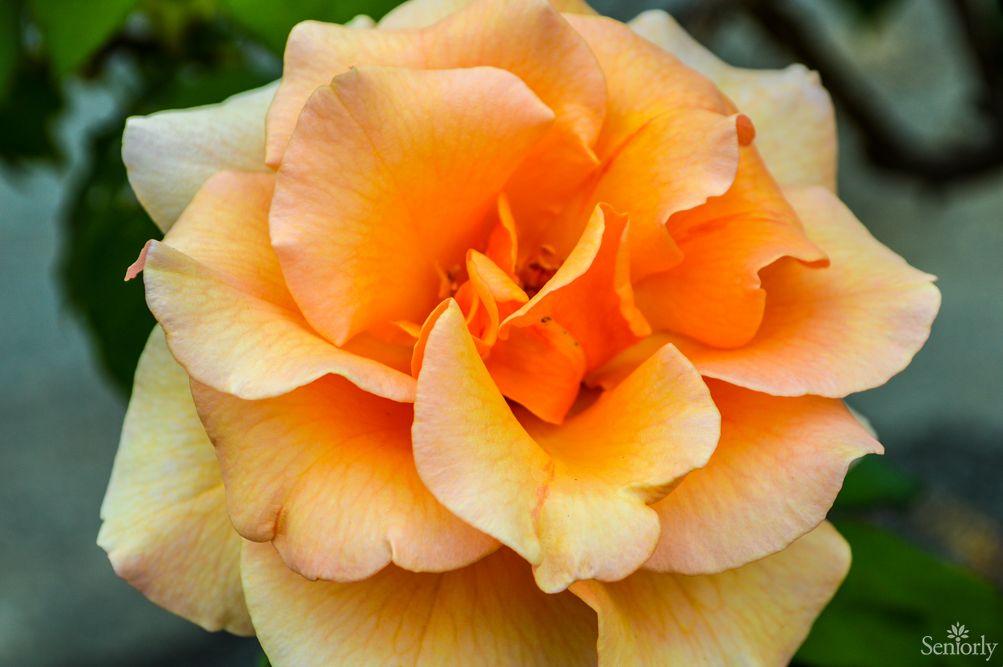 A vibrant orange rose in full bloom.