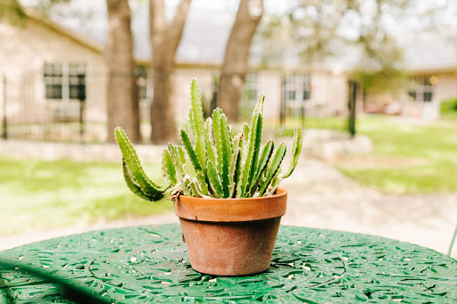 A vibrant cactus in a terracotta pot, showcasing the beauty of nature on a sunny day.