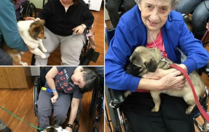 Elderly individuals in a care facility enjoying the companionship of puppies.