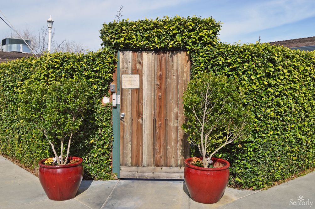 A rustic wooden door set within a lush hedge, flanked by two potted plants in vibrant red pots.