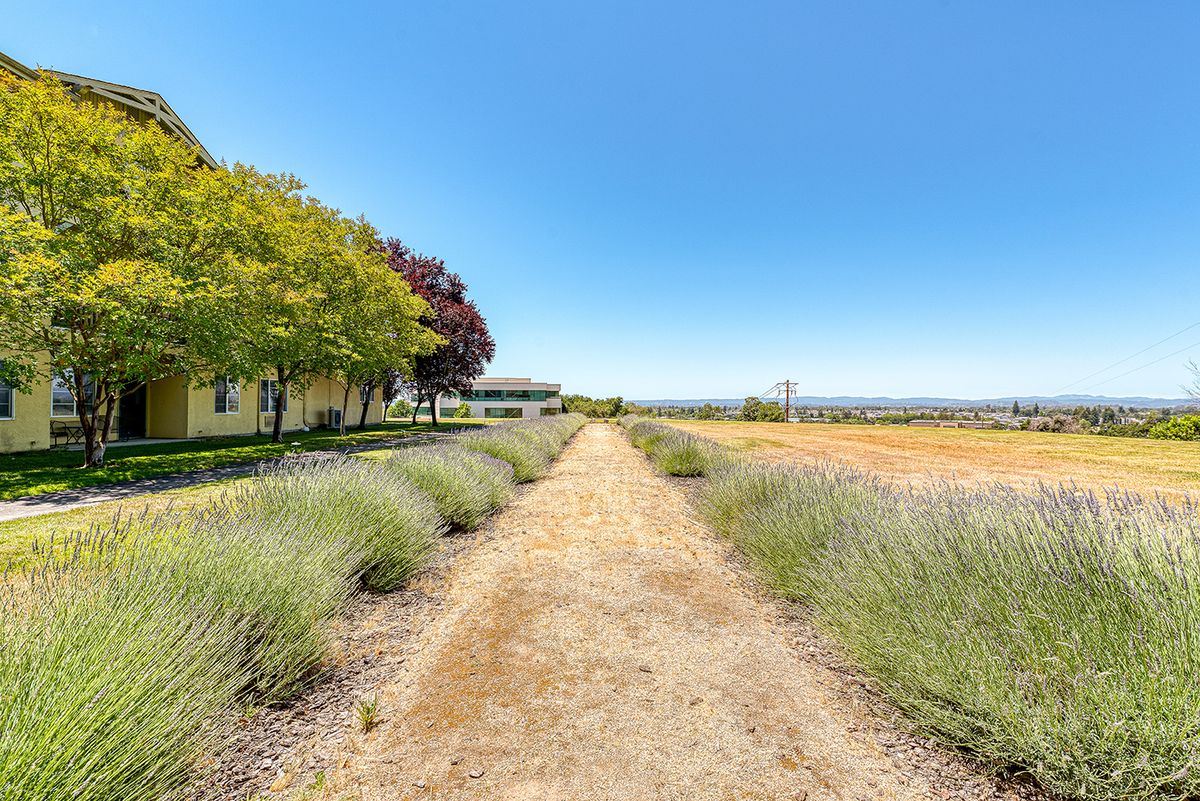 A scenic pathway lined with trees and lavender plants, leading towards open fields under a clear blue sky.