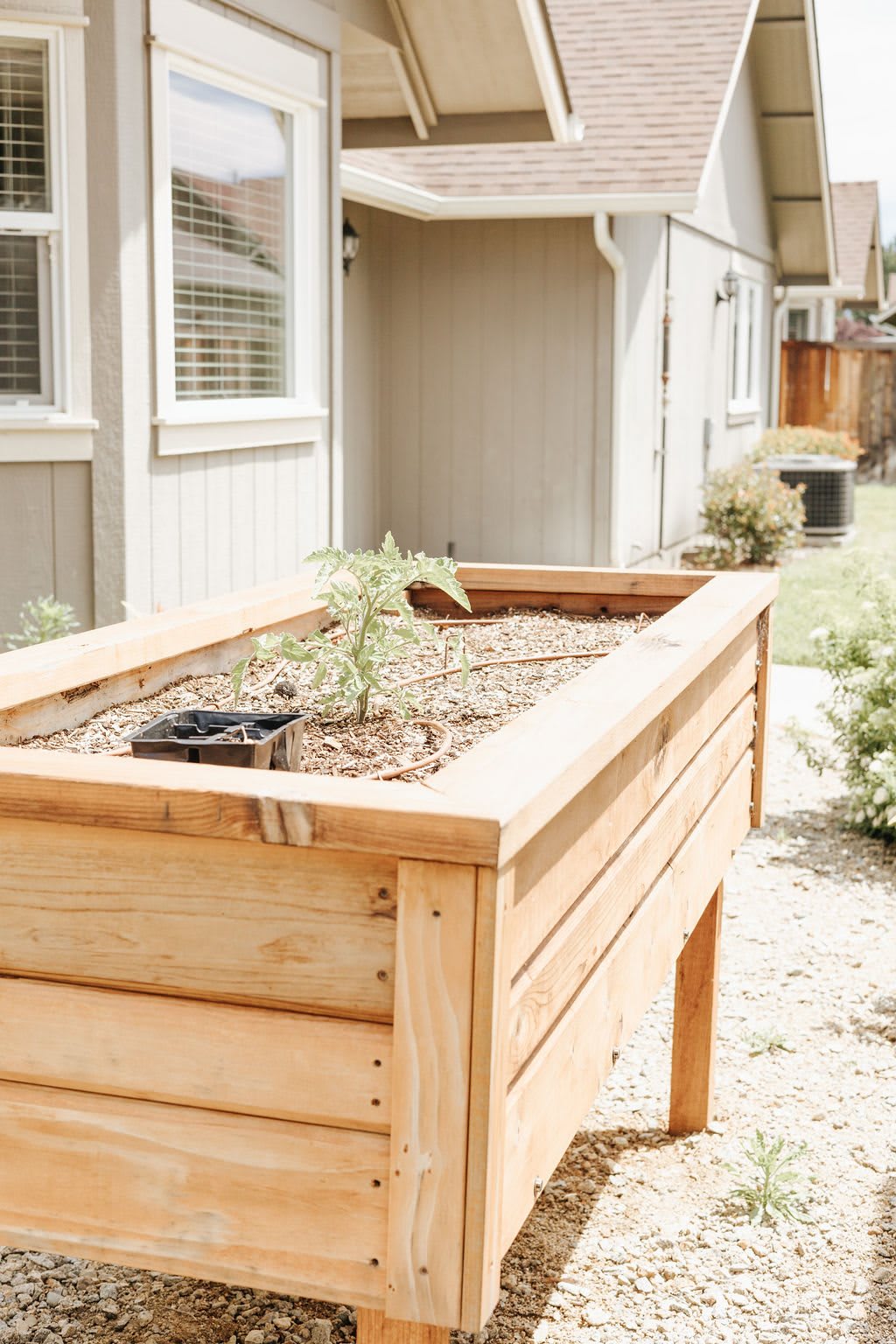 A wooden raised garden bed outside a house, planted with young seedlings.