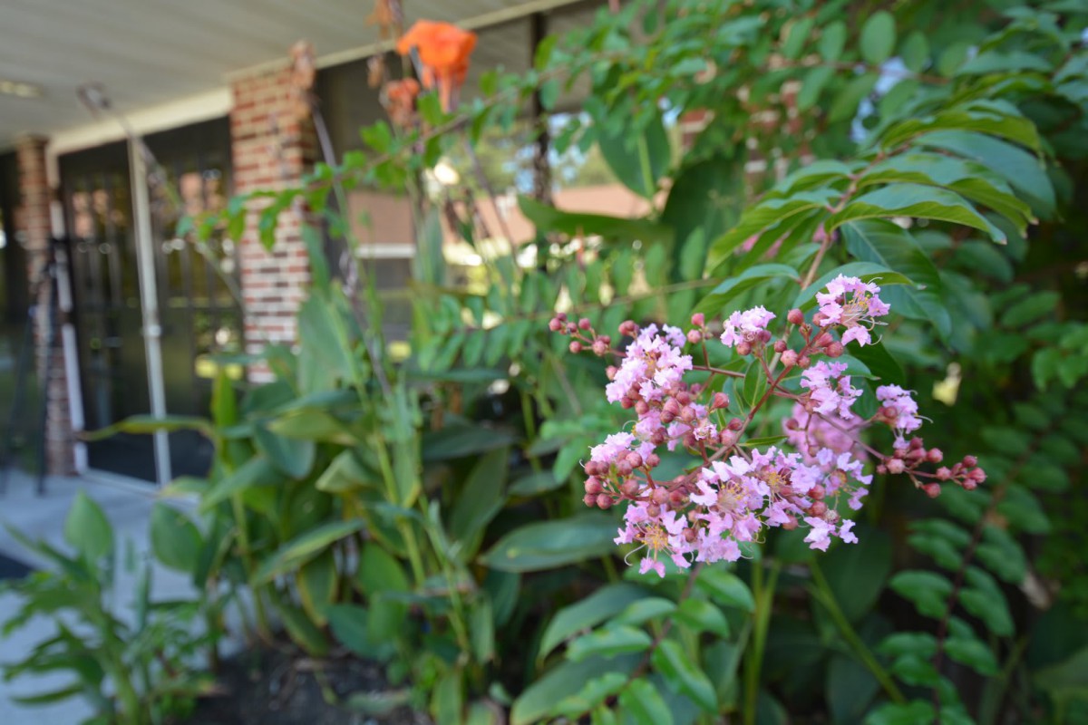 A serene garden scene featuring pink flowers amidst lush greenery.
