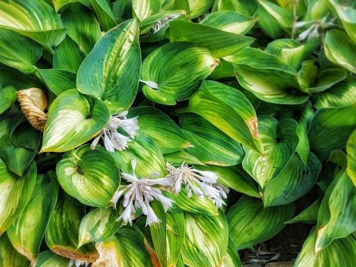 A lush display of vibrant green leaves with delicate flowers peeking through.