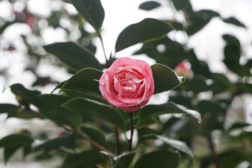 A beautiful pink rose surrounded by lush green leaves.
