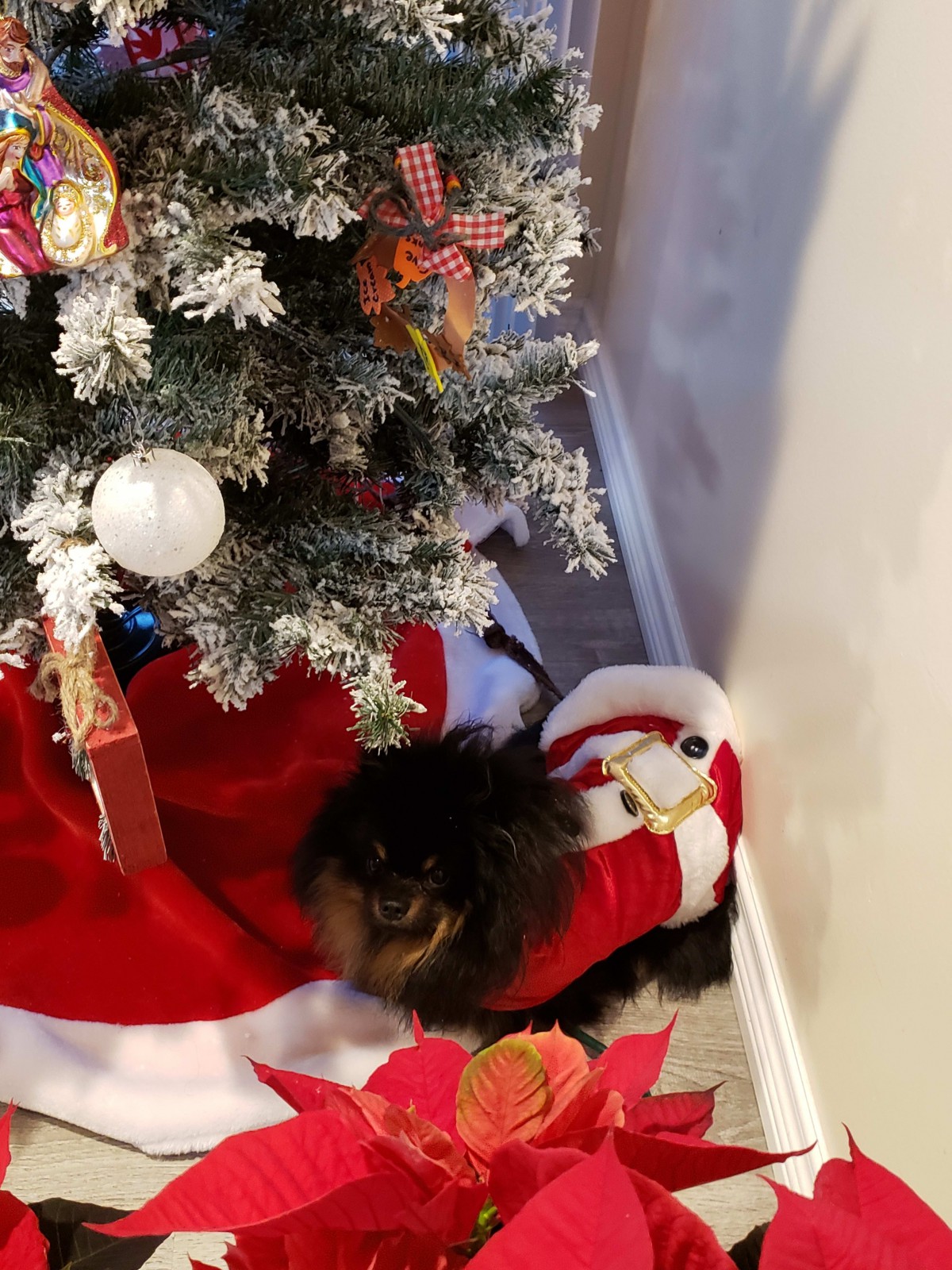 A small dog rests under a Christmas tree, wearing a Santa hat.