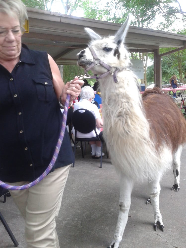 Person handling a llama outdoors at a park event.