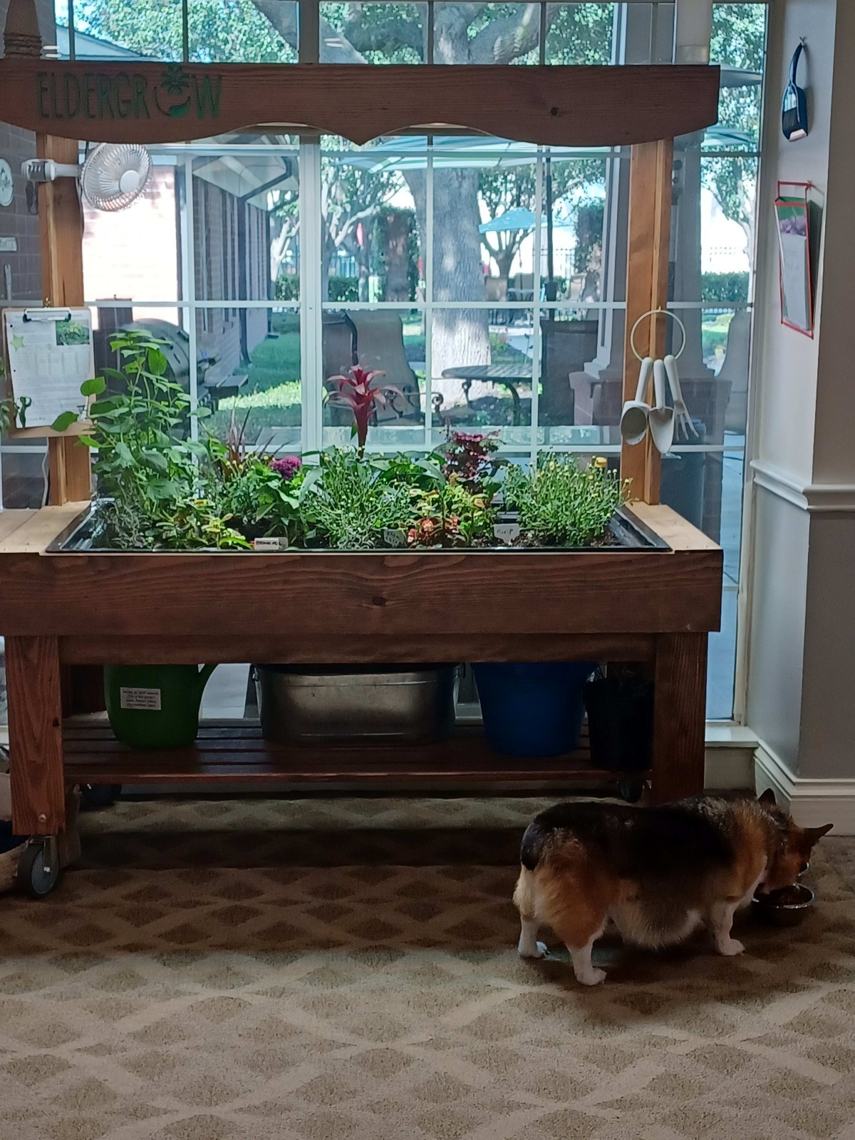 An indoor garden setup with a variety of plants in a wooden planter box, observed by a curious dog.