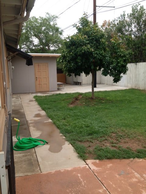 A backyard with a grassy lawn, a tree, and a small shed.