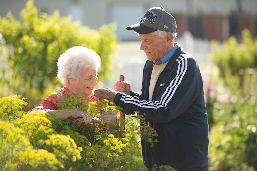 An elderly couple enjoys gardening together, sharing smiles and moments in nature.