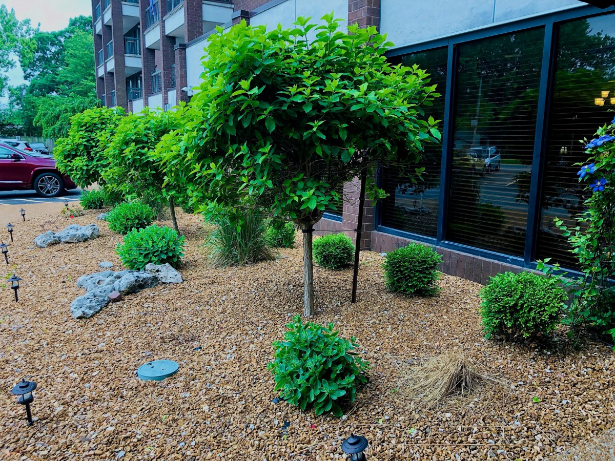 Modern garden landscaping with small trees and shrubs surrounded by mulch.