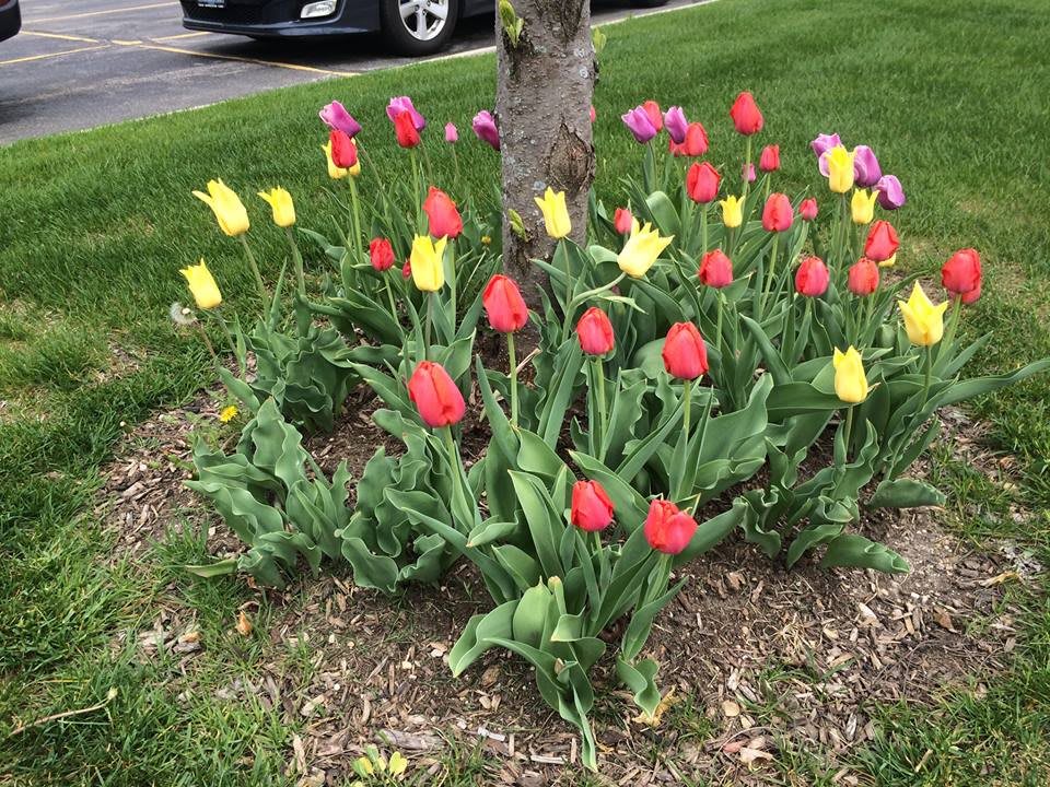 A vibrant display of red, yellow, and purple tulips blooming around a tree.