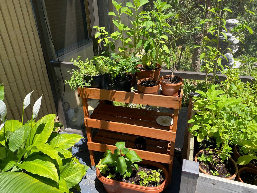 A sunny balcony garden with various potted plants and herbs displayed on a wooden rack.