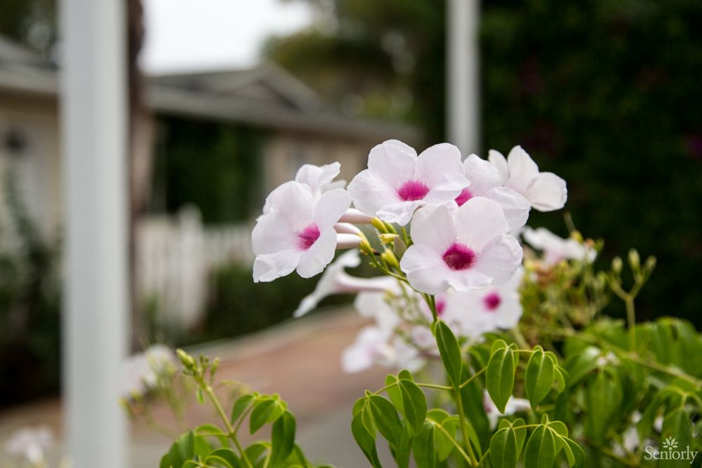Beautiful white flowers with pink centers bloom in a garden.