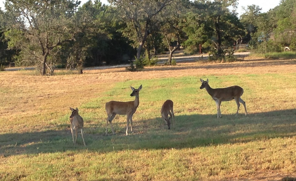 A group of deer grazing in an open field surrounded by trees.