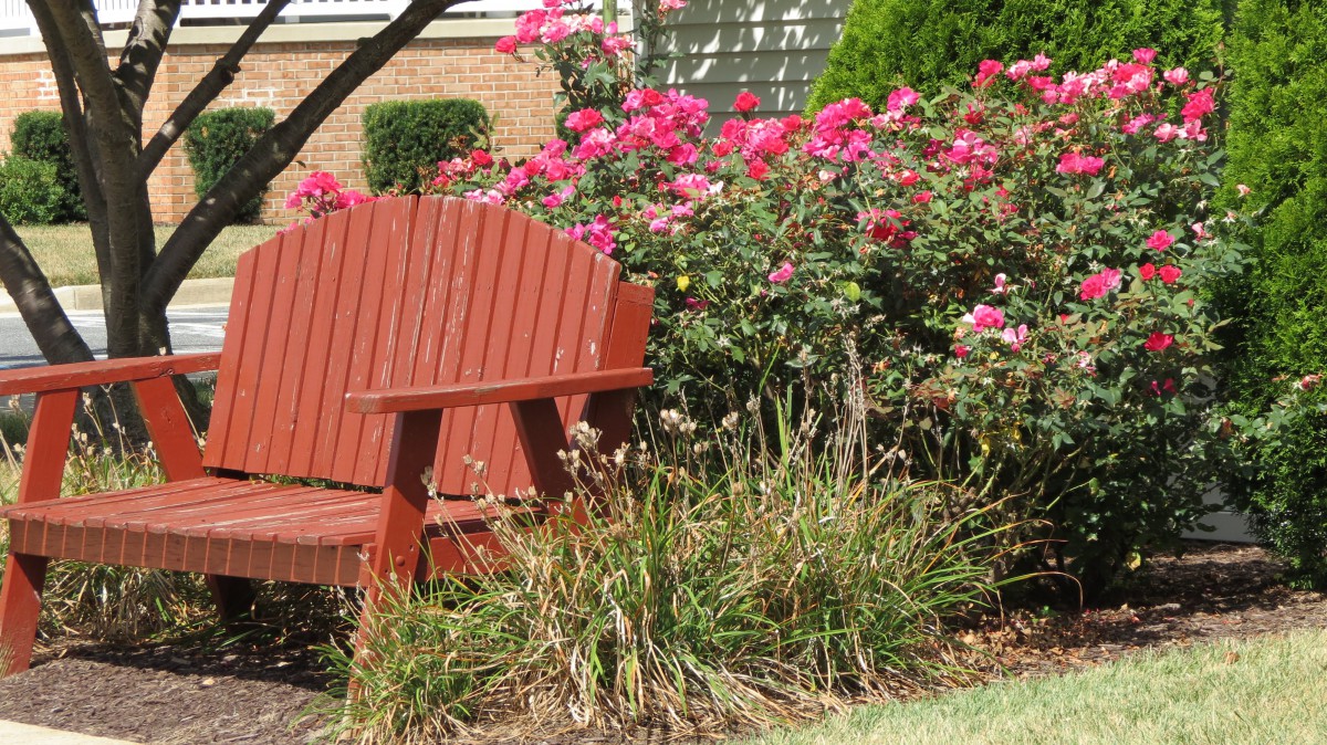 A peaceful garden scene featuring a wooden bench surrounded by vibrant pink flowers.