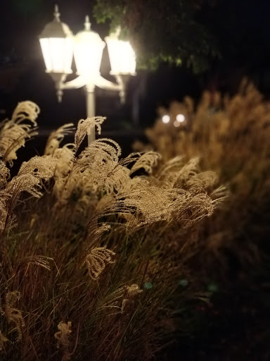 A serene nighttime scene featuring illuminated plants swaying gently in the breeze.