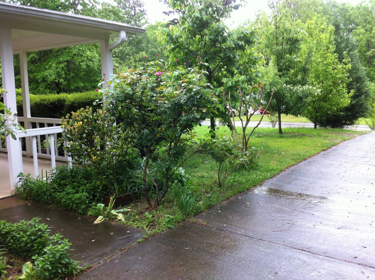 A wet driveway leading to a house surrounded by lush greenery.