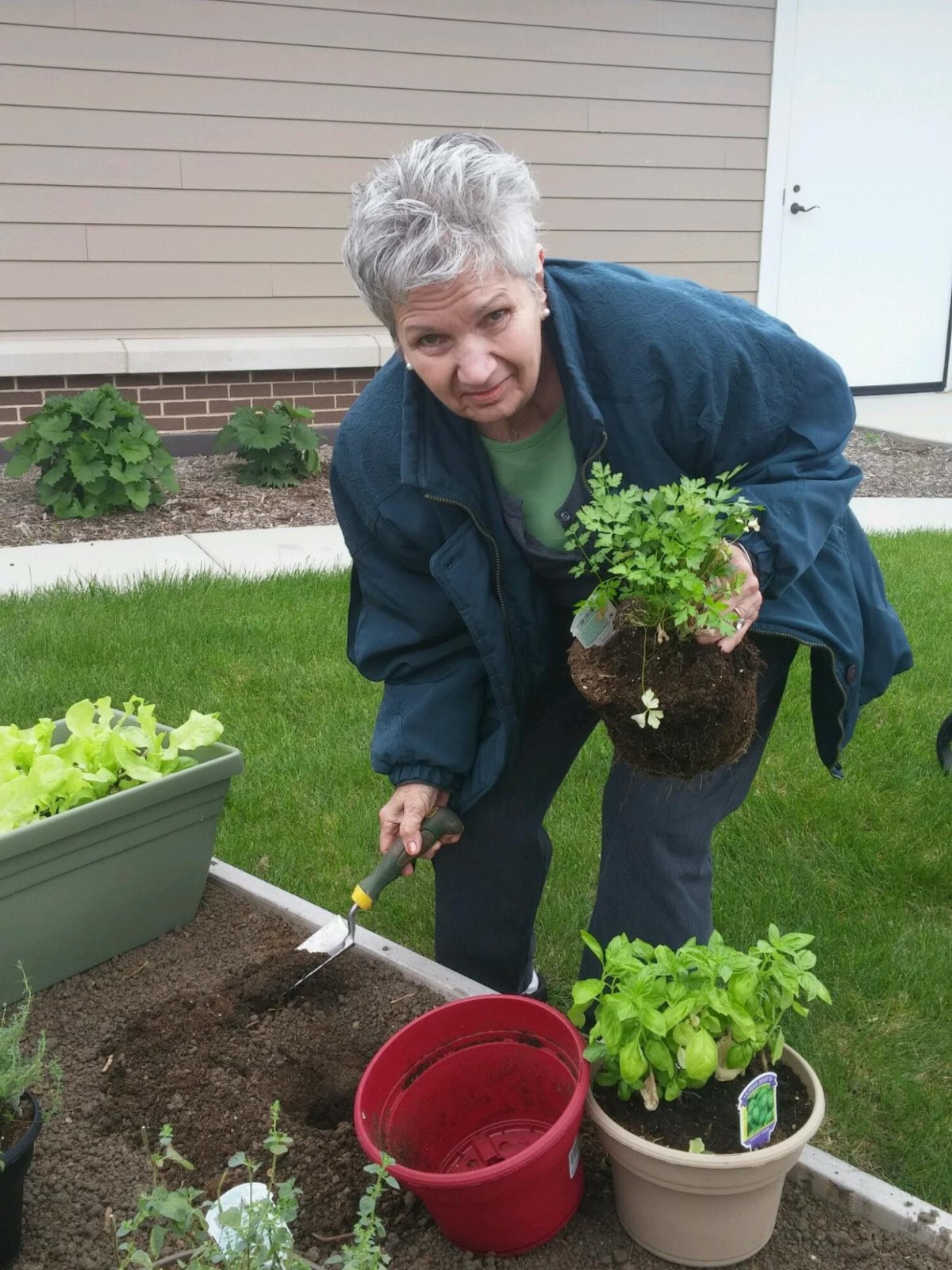 A woman planting herbs in a garden bed.