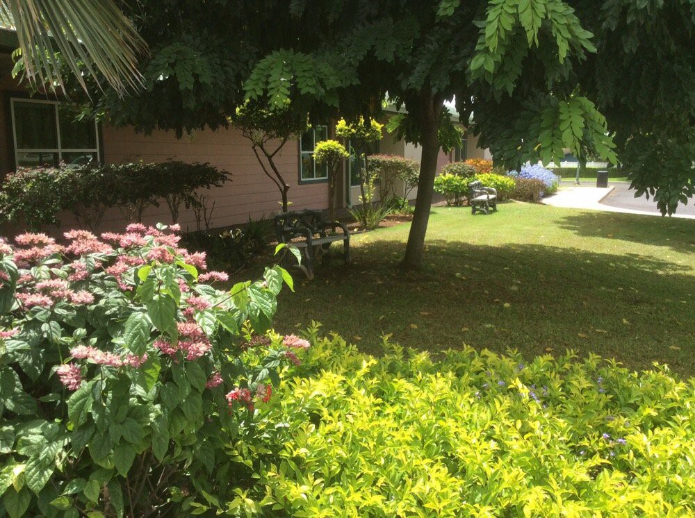 A lush garden with various plants, flowers, and trees under the sunlight.