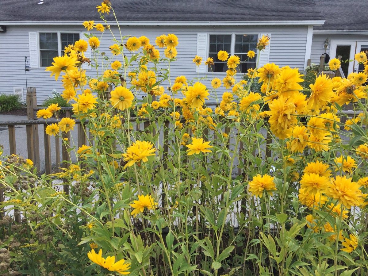 A vibrant display of yellow flowers flourishing in a backyard garden with a house in the background.