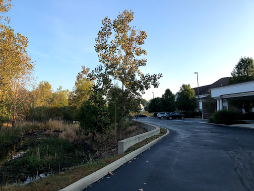 A serene view of a tree along a winding road with clear skies.