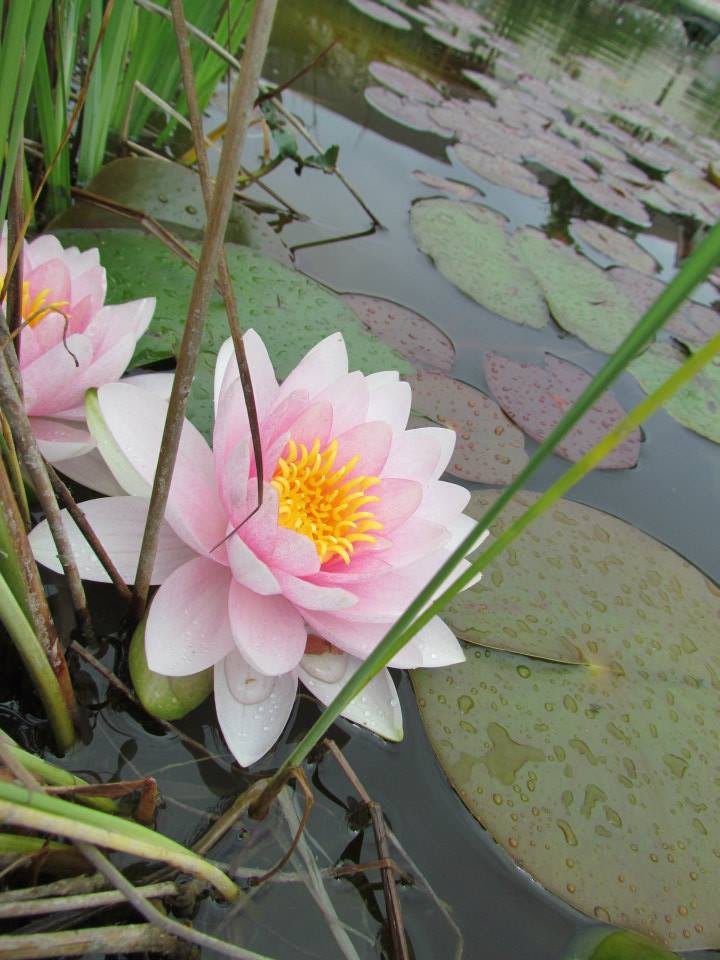 Pink water lilies blooming in a serene pond.