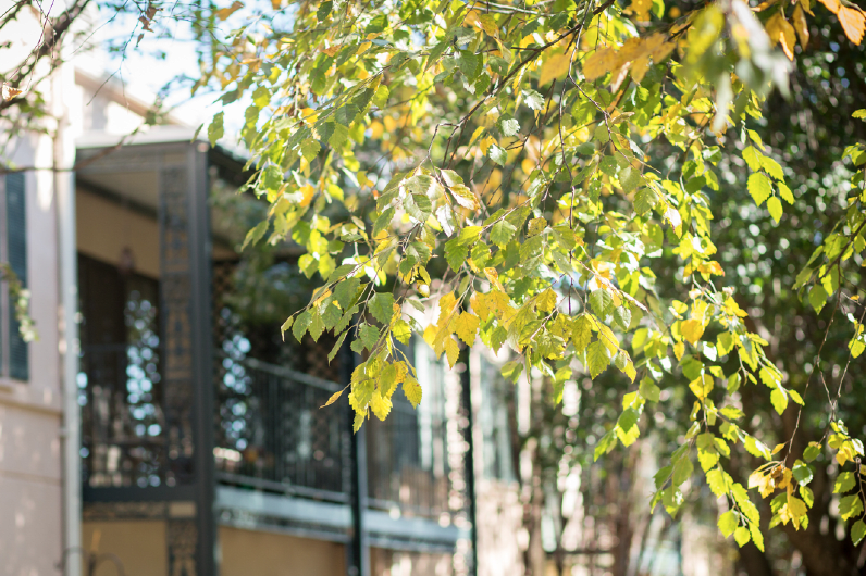 Sunlit leaves hanging over a building in an outdoor setting.