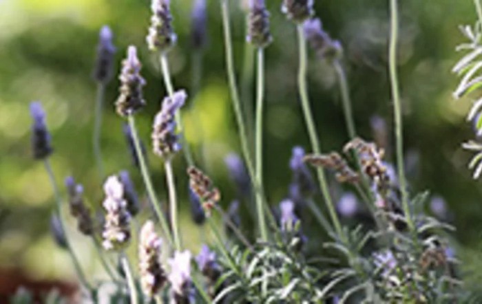 Lavender flowers swaying in the sunlight