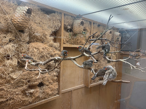 A collection of birds resting on a branch in their natural habitat within an enclosure.