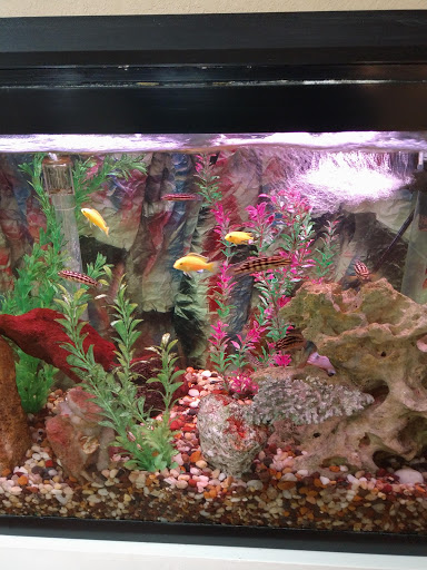 A vibrant aquarium filled with colorful fish and lush aquatic plants.