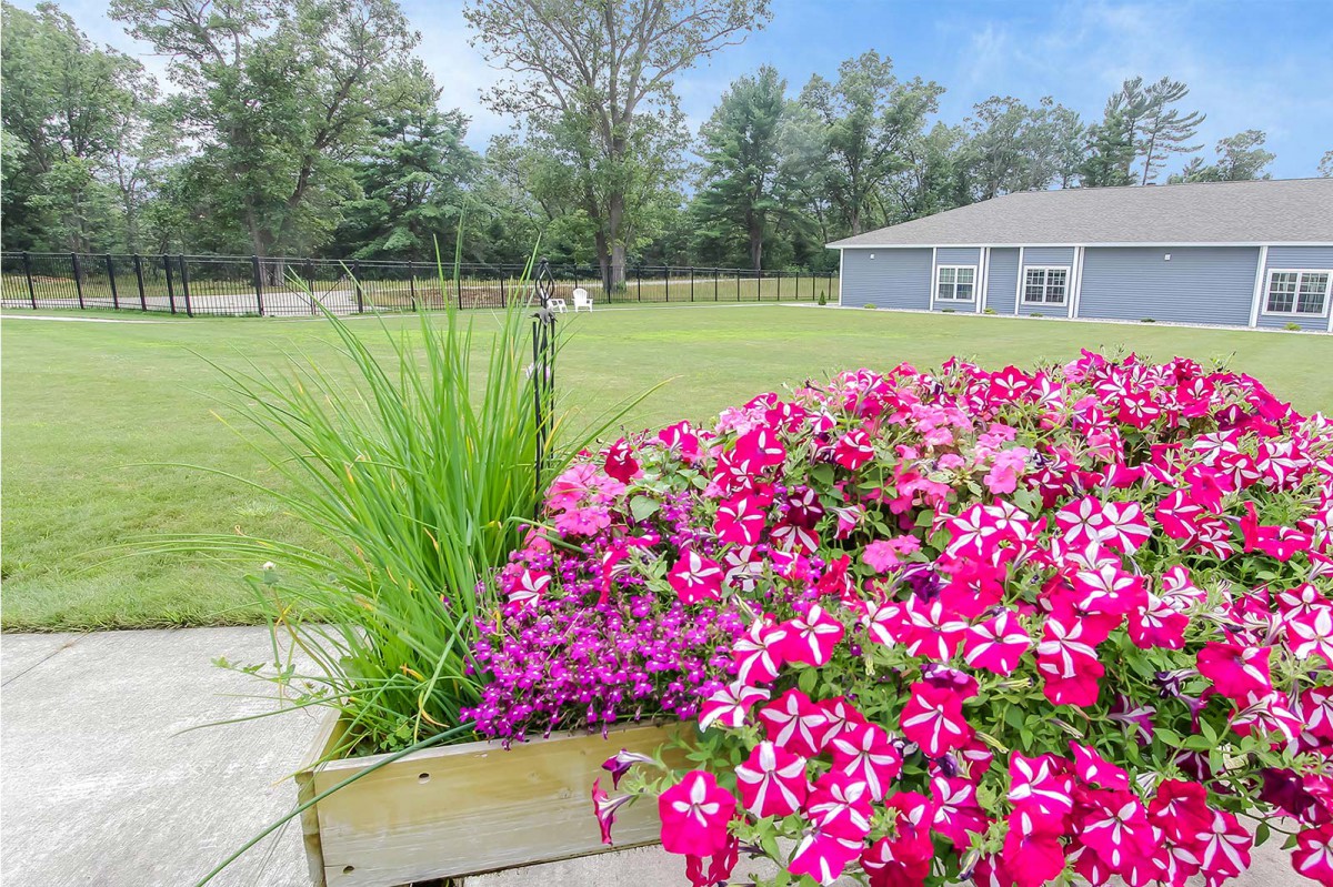 A vibrant garden with blooming pink flowers set against a tranquil rural landscape.