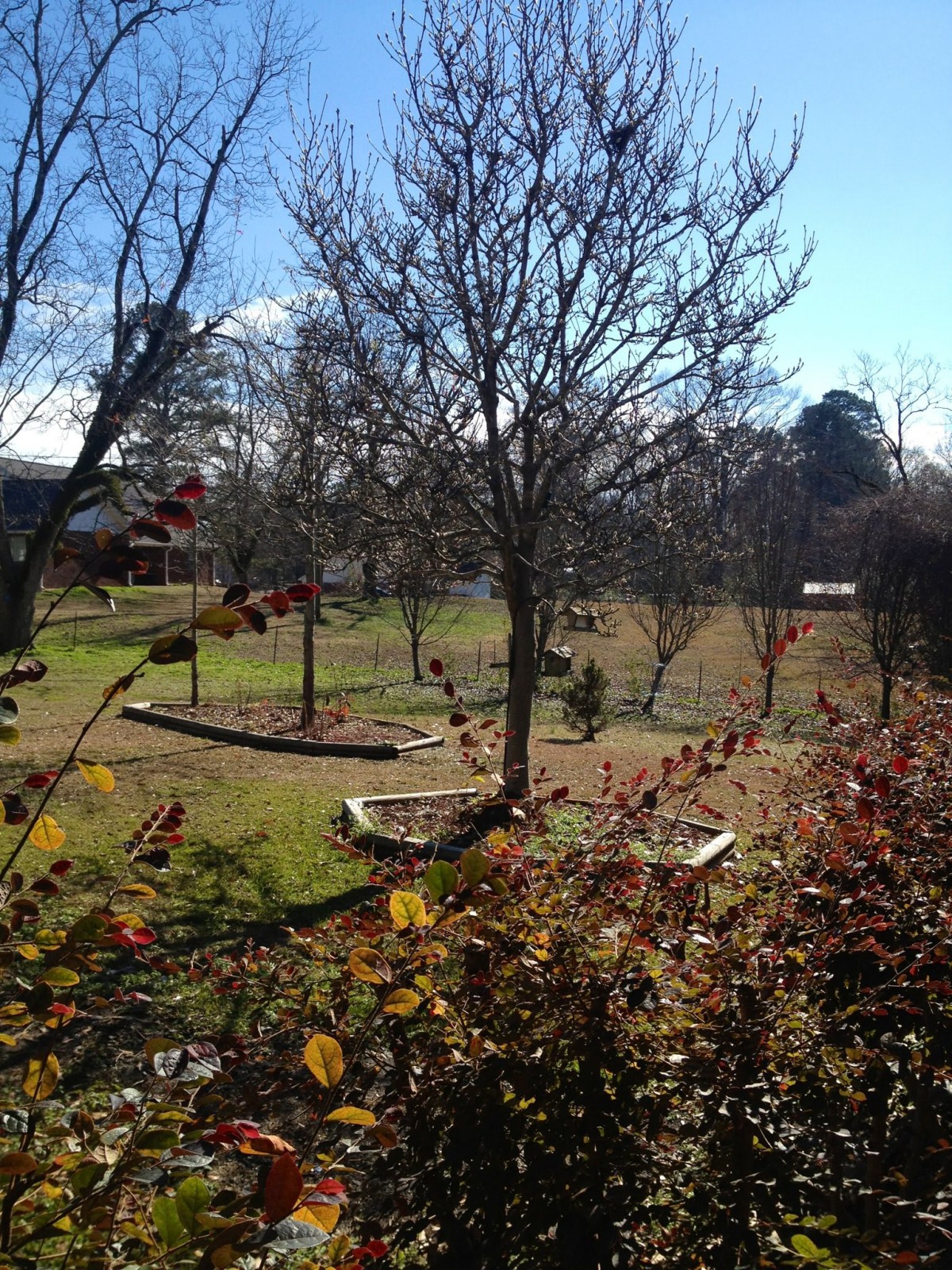 A serene garden landscape with trees on a sunny day.