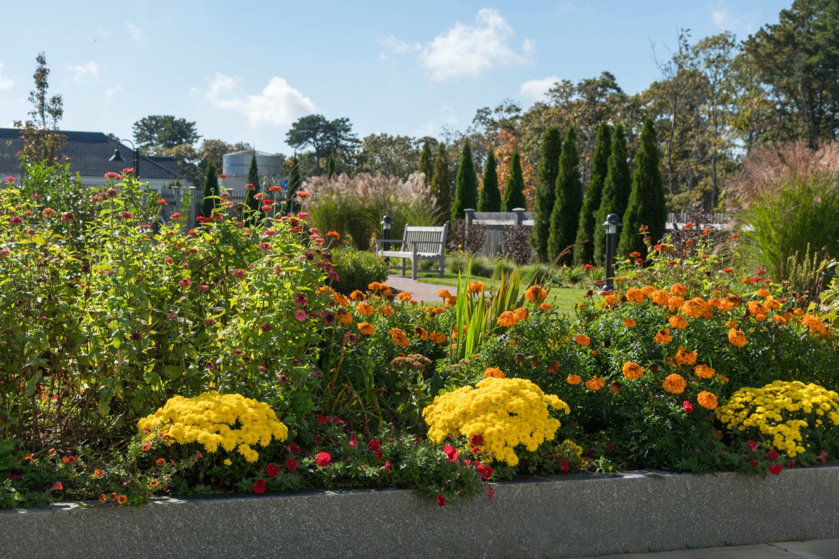 A vibrant garden filled with diverse flowers and plants under a clear blue sky.
