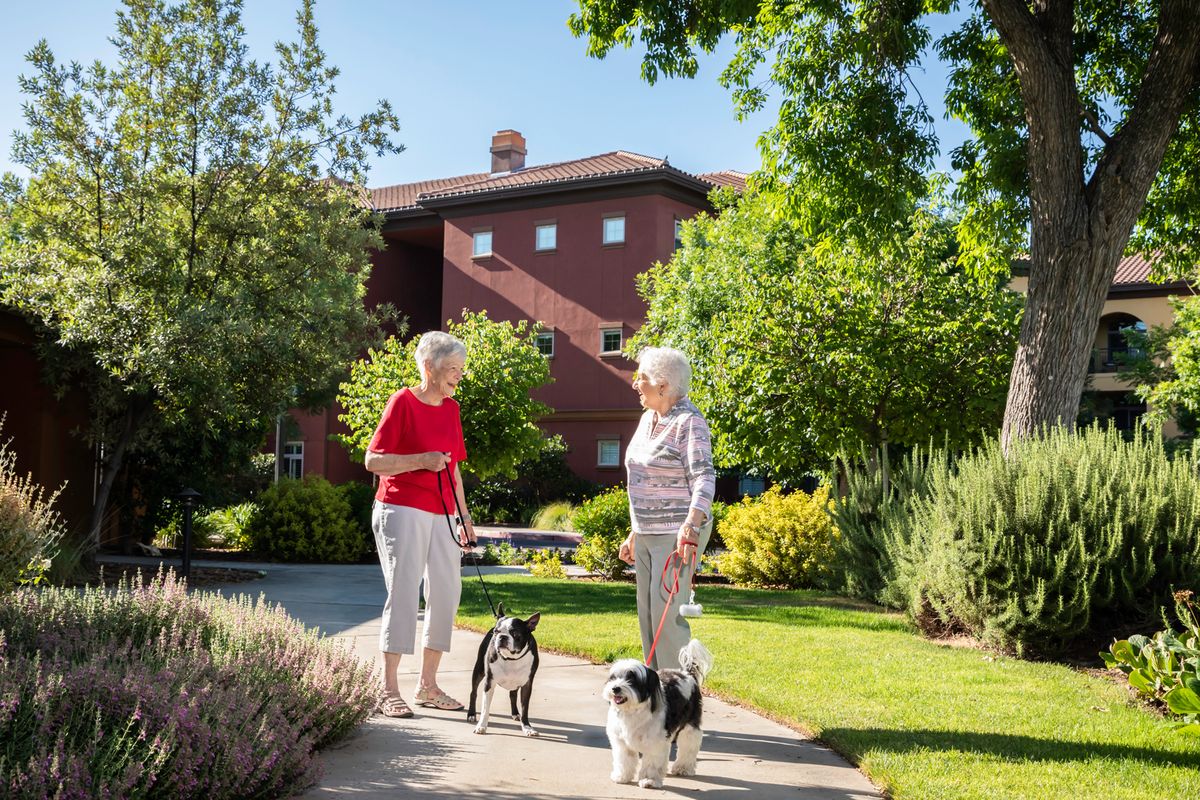 Two elderly individuals having a conversation while walking their dogs in a sunny garden setting.
