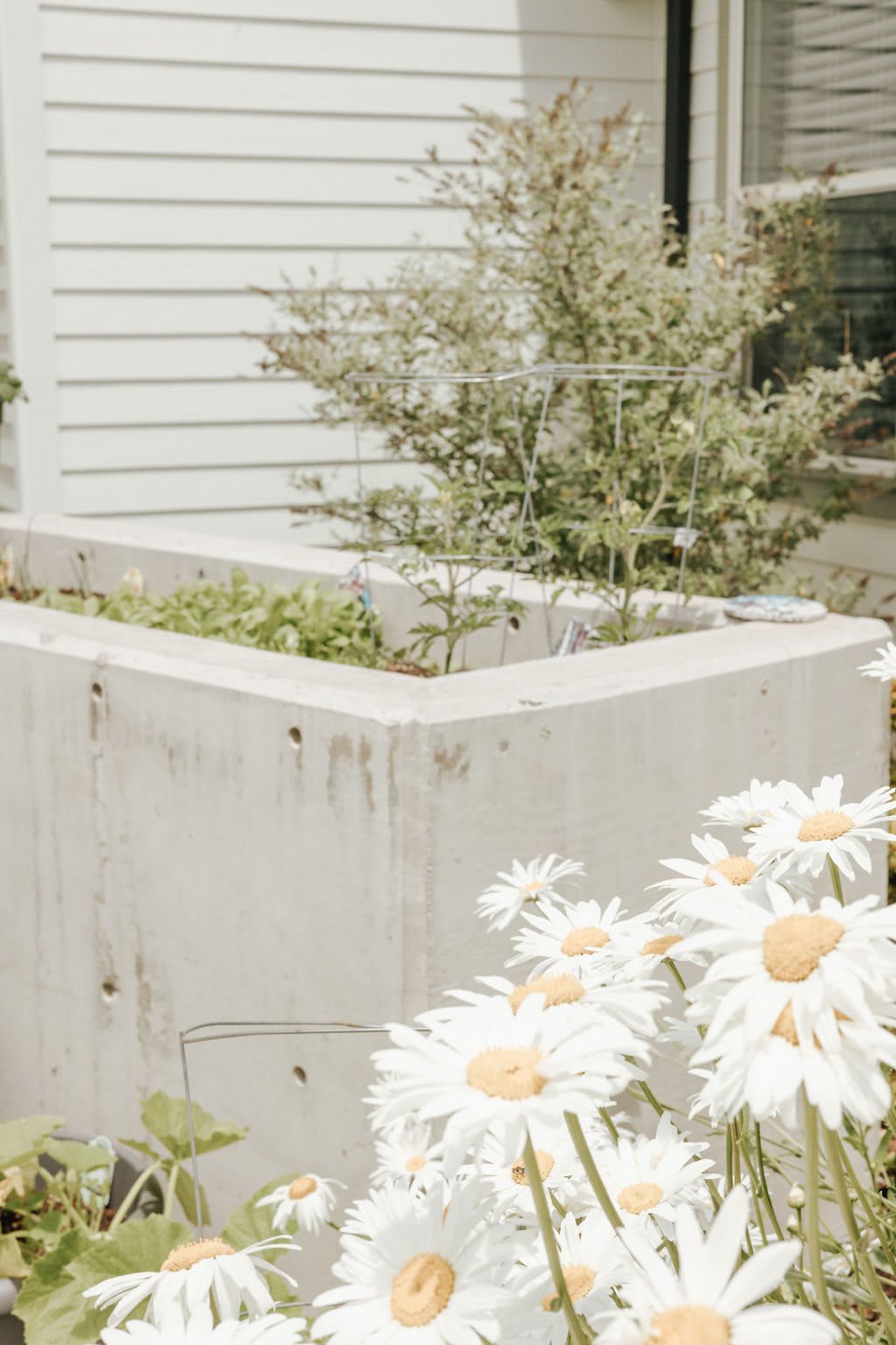 A garden scene with a concrete raised bed and blooming daisies.