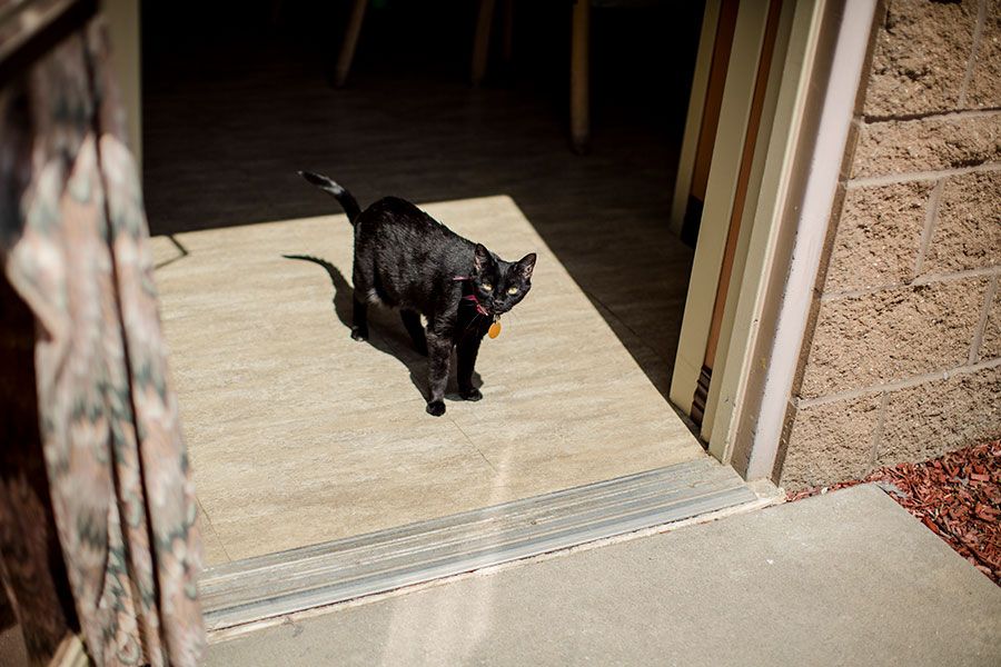 A black cat stepping into the sunlight through a doorway.