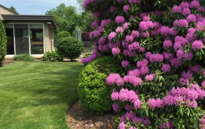 A beautiful garden with vibrant purple flowers and manicured greenery.