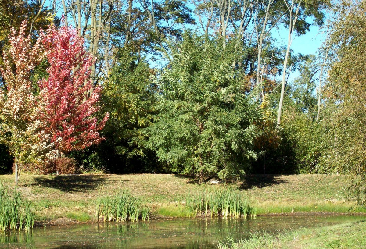 A serene landscape featuring lush trees, a pond, and vibrant autumn foliage.