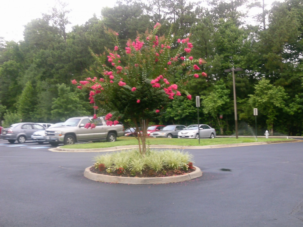 A flowering tree in a landscaped island of a parking lot.
