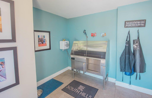 A well-designed pet grooming area featuring a stainless steel cleaning station against a bright blue wall.