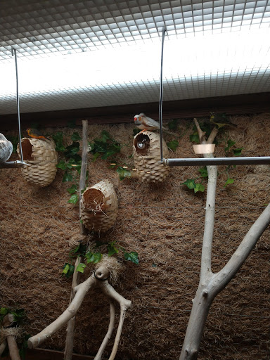 An aviary scene featuring birds resting in woven nests.