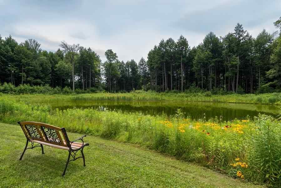 A tranquil scene of a bench overlooking a lake surrounded by trees and greenery.