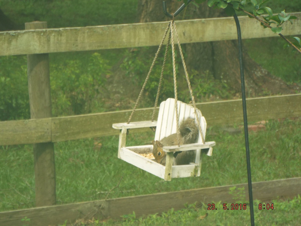 A squirrel enjoys a snack while sitting on a small wooden swing in the backyard.