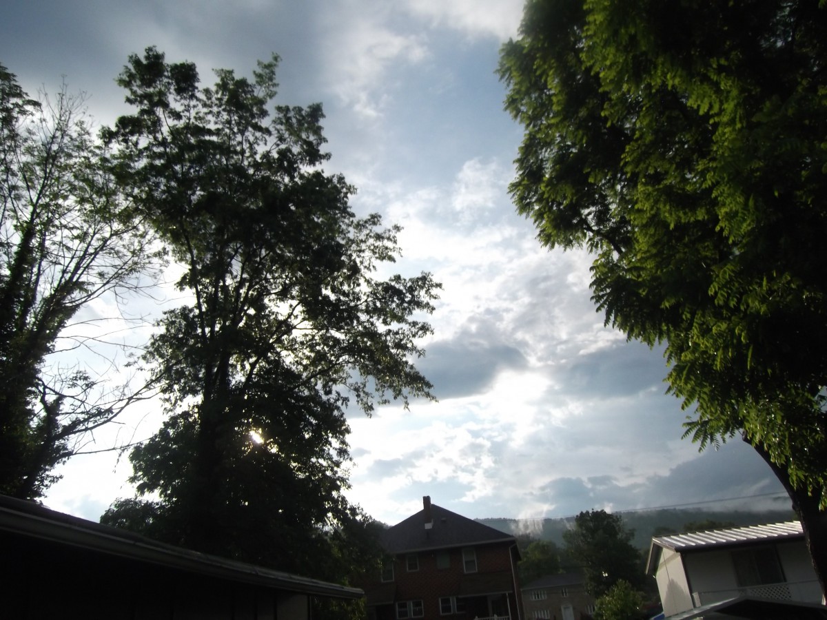 A scenic view of tall trees against a cloudy sky, with rooftops visible beneath the foliage.