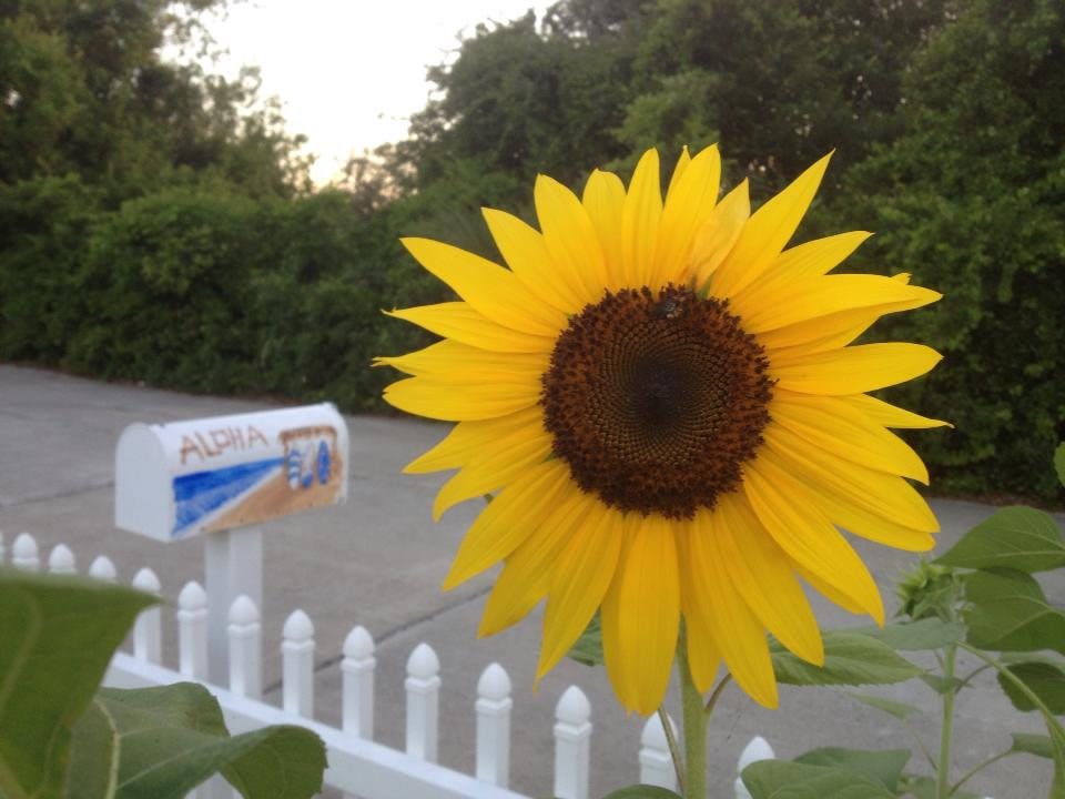 A vibrant sunflower blooms in front of a white picket fence and mailbox, capturing the essence of a serene garden setting.
