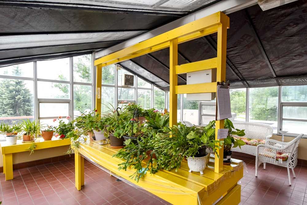 A bright yellow plant stand filled with various potted plants inside a greenhouse with large windows.
