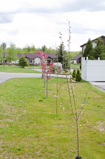 A peaceful suburban scene featuring newly planted trees along a manicured lawn with residential houses in the background.