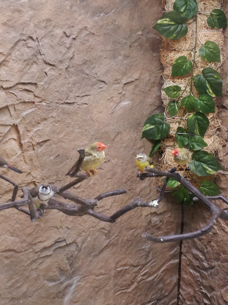 Two small birds perched on branches against a textured wall with green leaves.
